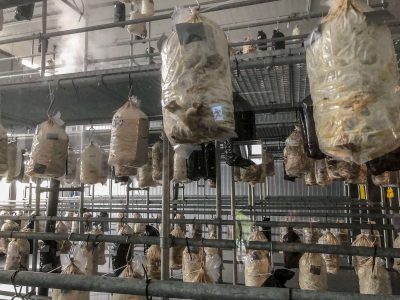 Philips, The New Farm, Televisiestraat 2, Haagse Zwam, 2022